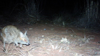 Illustration for article titled Camera-Traps Detect "Extinct" Wallabies In Western Australia